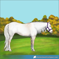 Horse Color:Gray White Spotted Cremello Dun Splash 