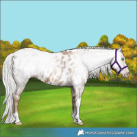 Horse Color:Gray Silver Classic Champagne Splash Tobiano Near Leopard 