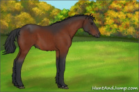 Horse Color:Bay 