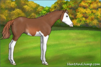 Horse Color:Chestnut Splash 