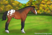 Horse Color:Brown Sabino Appaloosa 