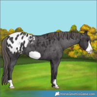 Horse Color:Smoky Black Frame Appaloosa 