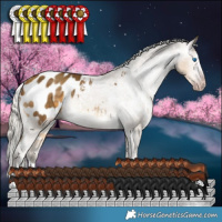 Horse Color:Gray White Spotted Silver Sable Cream Champagne Splash Appaloosa 