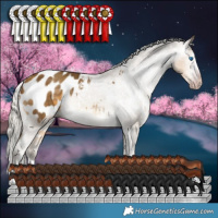 Horse Color:Gray White Spotted Silver Sable Cream Champagne Splash Appaloosa 