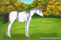 Horse Color:White Spotted Blue Ice Roan Appaloosa 