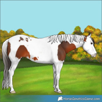 Horse Color:Bay Splash Tobiano