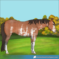 Horse Color:Bay Sabino 