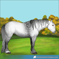 Horse Color:Gray Black 