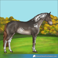 Horse Color:White Spotted Liver Red Dun 