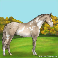 Horse Color:White Spotted Chocolate Palomino Pearl Sabino Rabicano 