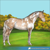 Horse Color:White Spotted Chocolate Palomino Pearl Rabicano 