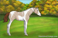 Horse Color:Red Dun Ice Sabino Splash Tobiano Appaloosa Rabicano