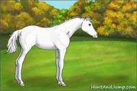 Horse Color:Silver Grullo Splash Tobiano Appaloosa 