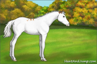Horse Color:Silver Buckskin Splash Tobiano Varnish 