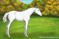 Horse Color:Silver Buckskin Ice Splash Tobiano Varnish 