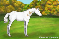 Horse Color:Silver Smoky Grullo Splash Tobiano Varnish 