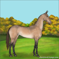Horse Color:Bay Dun Snowflake Varnish Rabicano 