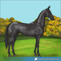 Horse Color:Smoky Black 