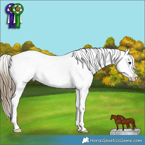 Horse Color:Smoky Black Appaloosa 