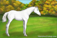 Horse Color:White Spotted Gold Cream Champagne Roan Pearl Dun Splash Frame Appaloosa Rabicano