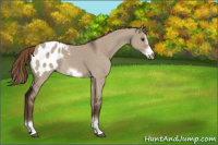 Horse Color:Liver Red Dun Sabino Splash Frame Blanket Rabicano 