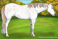 Horse Color:White Spotted Gold Champagne Pearl Dun Splash Frame Appaloosa Rabicano 