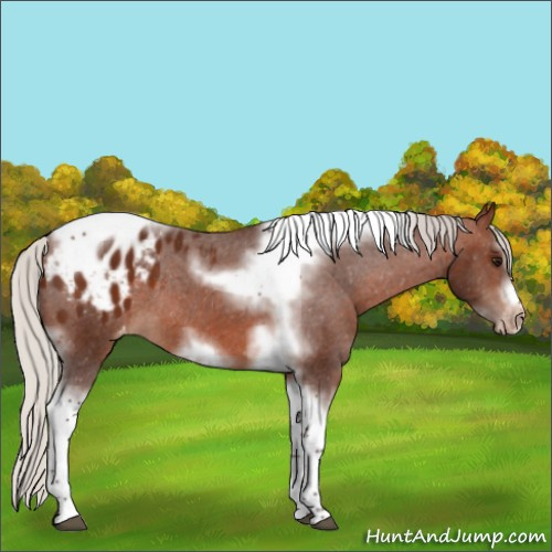 Horse Color:Silver Brown Sabino Splash Tobiano Frame Appaloosa Rabicano 