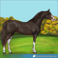 Horse Color:Liver Chestnut Sabino Tobiano 