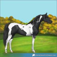 Horse Color:Black Tobiano 