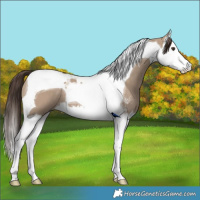 Horse Color:Liver Red Dun Sabino Splash Tobiano 