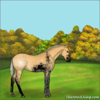 Horse Color:Void Silver Buckskin Sabino 