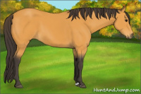 Horse Color:Buckskin