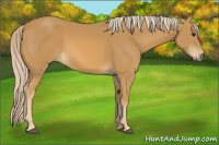 Horse Color:Palomino 