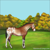 Horse Color:Bay Onyx Appaloosa Rabicano  and Bay Onyx Sabino Appaloosa 