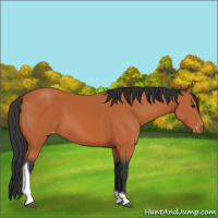 Horse Color:Bay Tobiano Appaloosa 