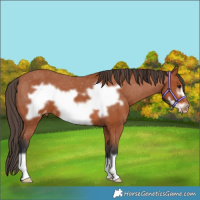 Horse Color:Bay Frame Appaloosa 