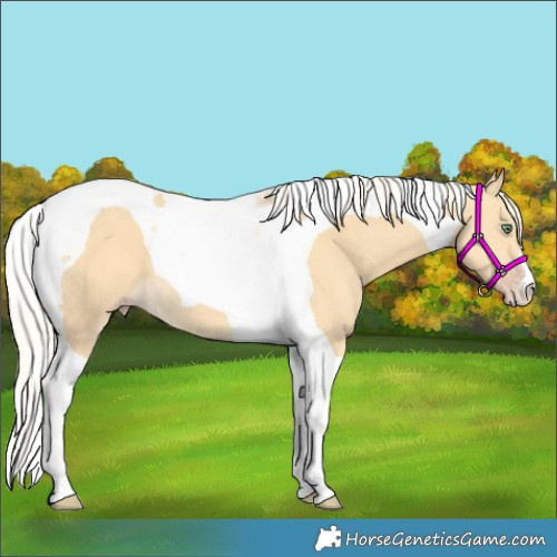 Horse Color:Gold Cream Champagne Tobiano 