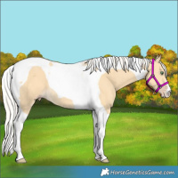 Horse Color:Gold Cream Champagne Tobiano 
