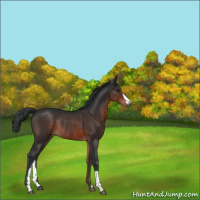 Horse Color:Brown Rabicano 