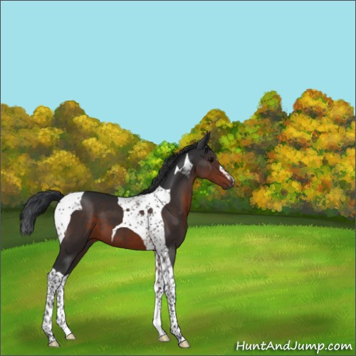 Horse Color:Brown Tobiano 
