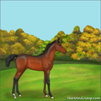 Horse Color:Bay 
