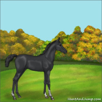Horse Color:Black Tobiano 