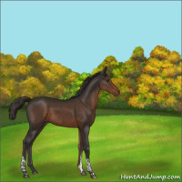 Horse Color:Liver Chestnut Tobiano 