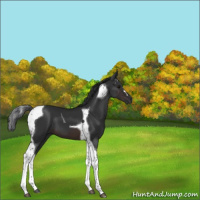 Horse Color:Brown Tobiano 