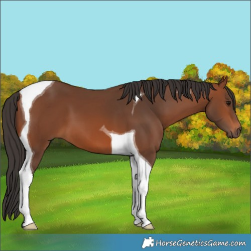Horse Color:Bay Tobiano 