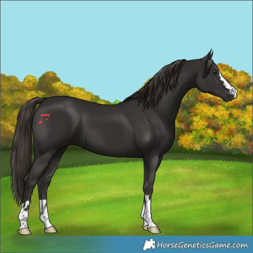 Horse Color:Liver Chestnut 