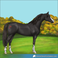 Horse Color:Liver Chestnut 