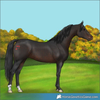 Horse Color:Brown 