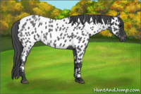 Horse Color:Blue Roan Appaloosa 