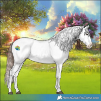 Horse Color:Red Dun Appaloosa 